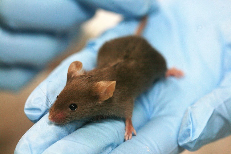 ایجاد جنین مصنوعی در موش با سلول های بنیادی